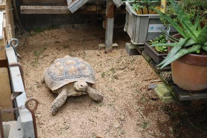 リクガメの「りくちゃん」