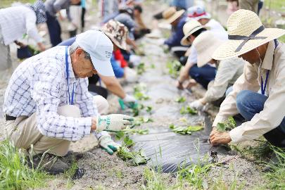 サツマイモの植え付け