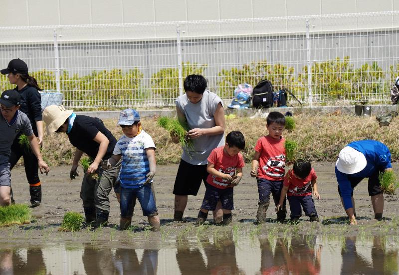 横一列になり30センチ間隔で苗を植え付けていく子どもたち(下)