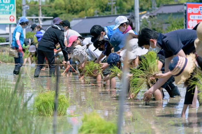 参加者は横一列となり田植えを行っていきます