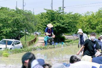 太鼓の音に合わせて苗を植えていきます