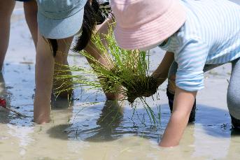子どもたちも一生懸命に苗を植えていました