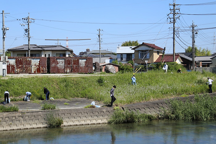 意外と散らばって生えているオオキンケイギク つながって黄色一面になると恐ろしいことに