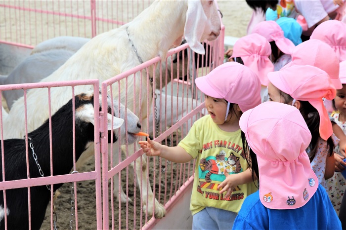 子どもたちがヤギに餌をあげている写真