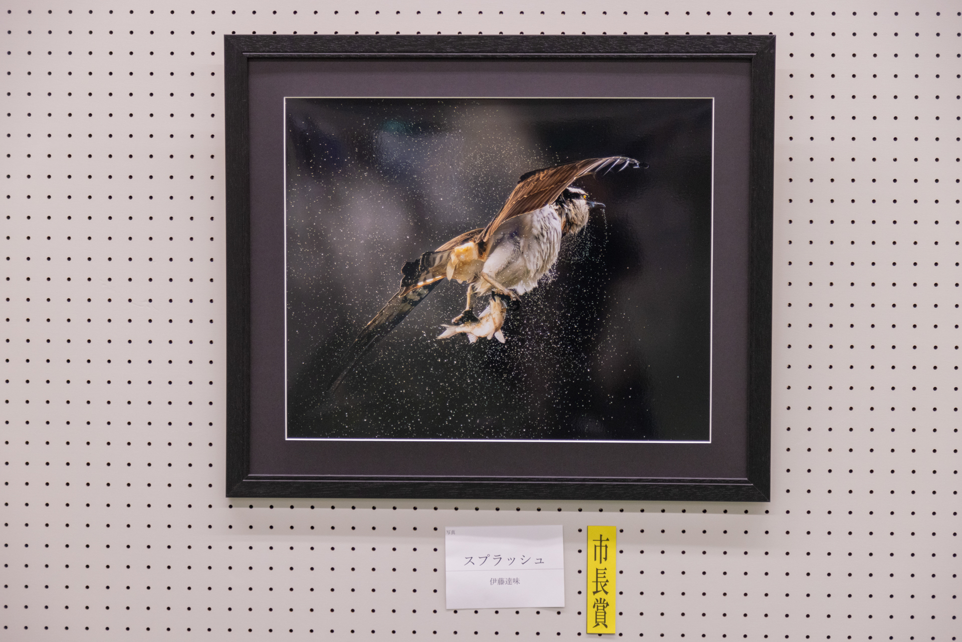 鳥が羽ばたいている瞬間を撮影した写真