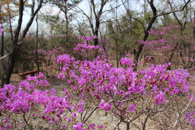 コバノミツバツツジの花が咲いている様子