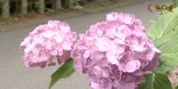 あじさい遊歩道に咲いているあじさいの花の写真