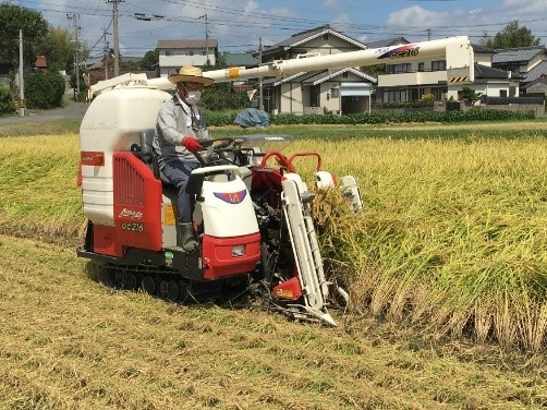 稲刈りの様子