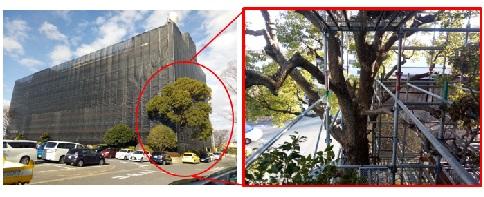 樹木に配慮した足場組をしている写真