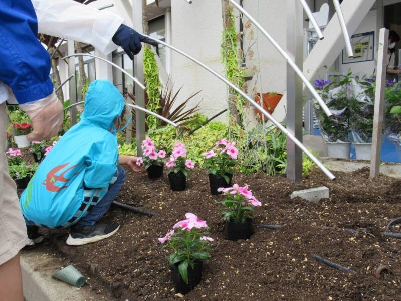 植え替え作業