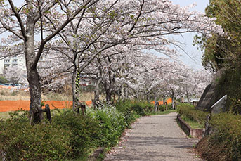 香久山の門木橋周辺の桜の様子