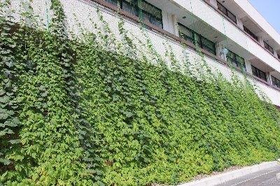日進市役所北庁舎の緑のカーテンの写真