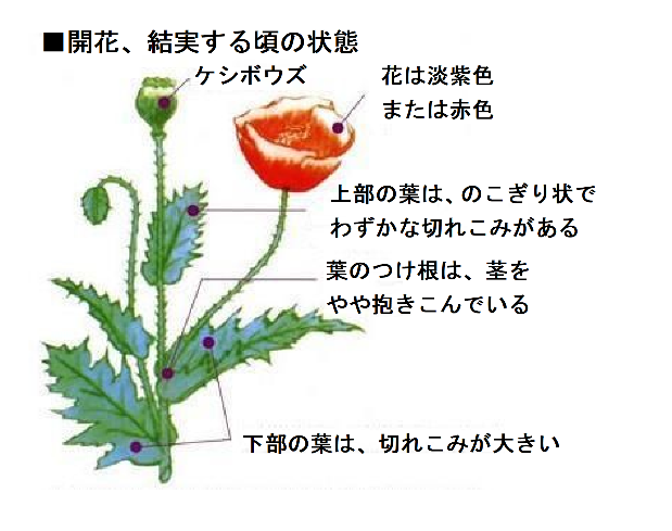 ケシ(開花、結実する頃の状態)