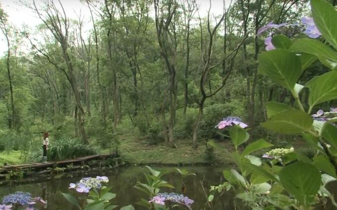 池の手前の紫陽花ごし、池にかかっている橋に立って上を見上げている女性の写真