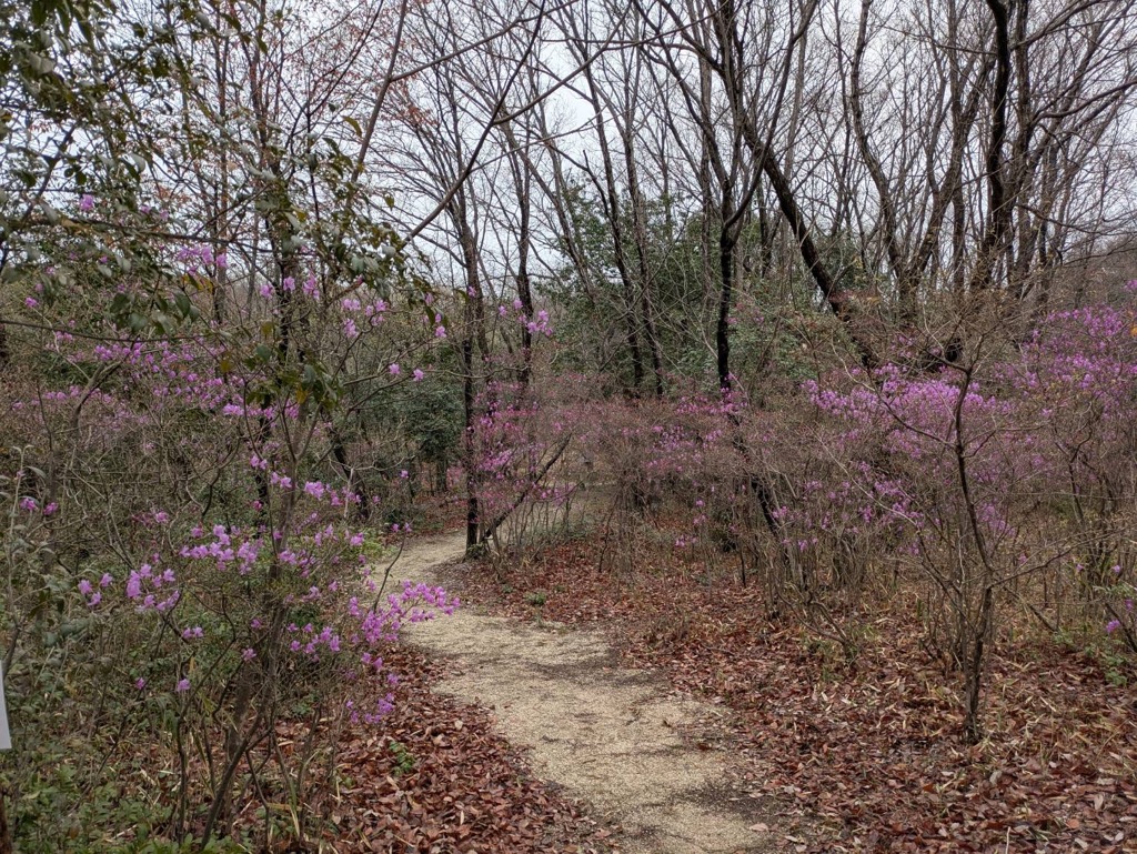 0401コバノミツバツツジ開花状況