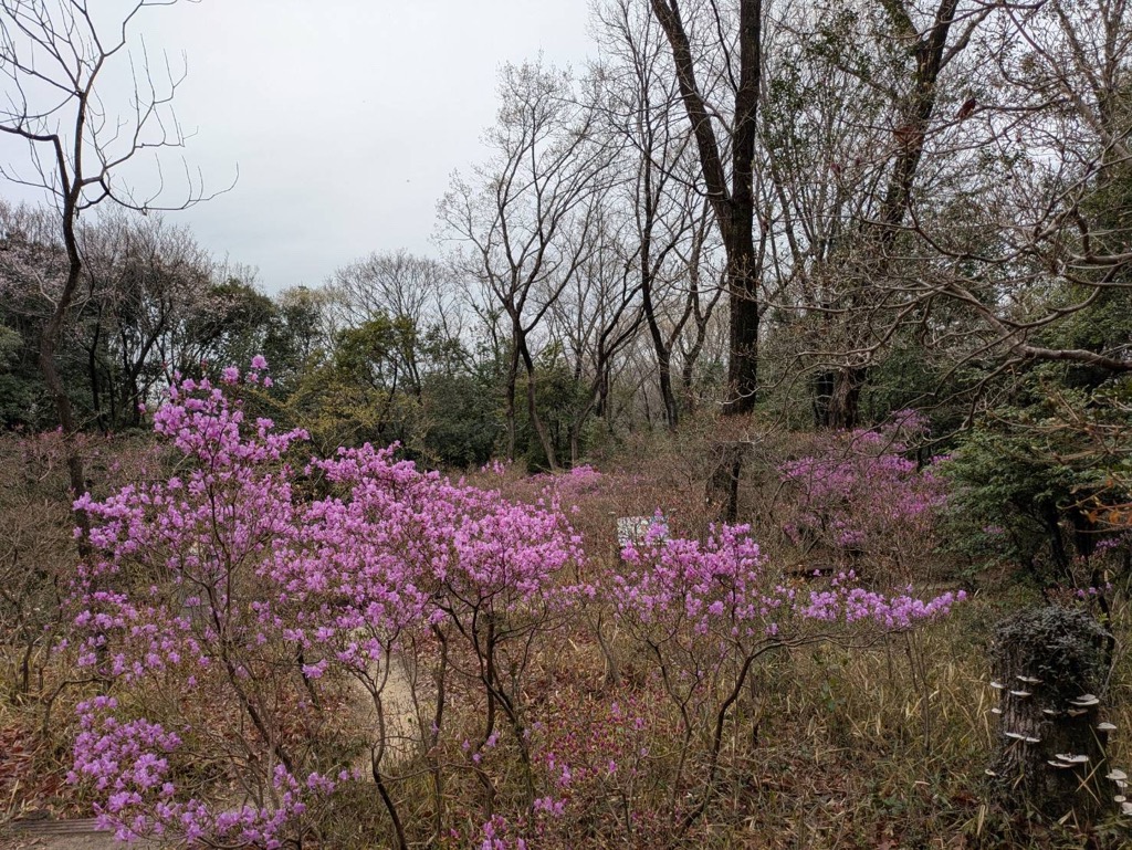 4.1 コバノミツバツツジ開花状況