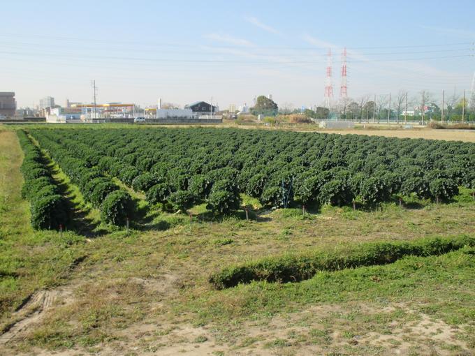 芽キャベツとケールの交配から生まれた新野菜、緑色が鮮やかなプチヴェールの写真