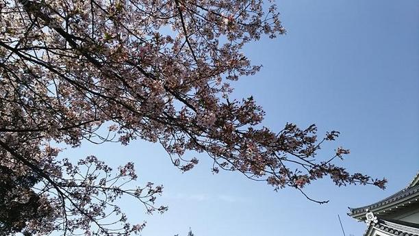 桜の写真