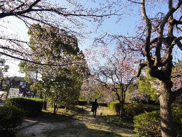 桜いかだの径=香久山