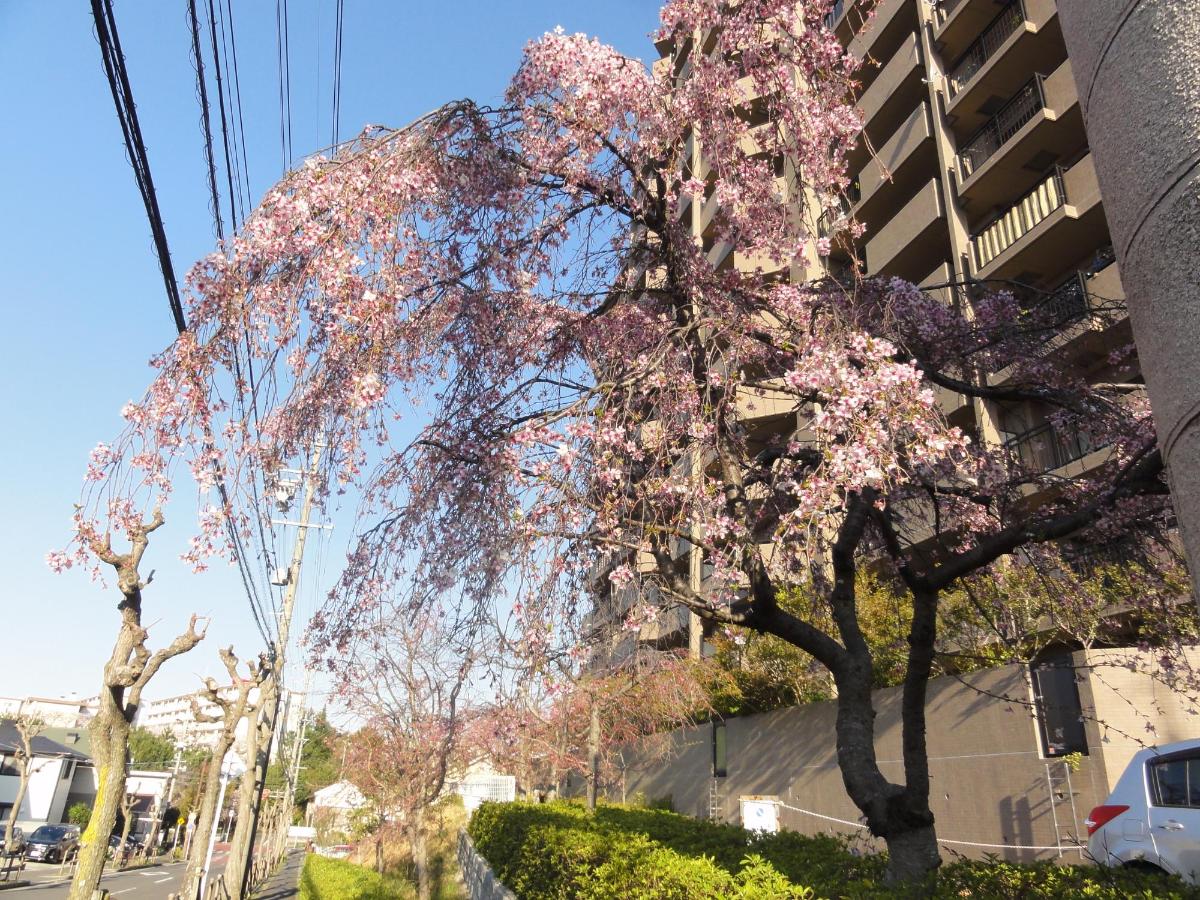 しだれ桜