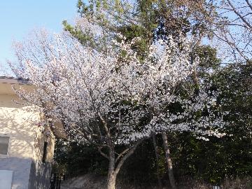 桜かざしの径