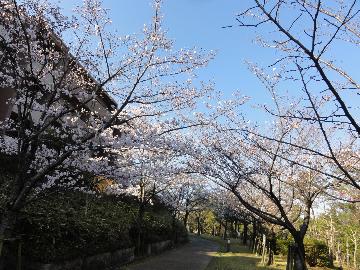 桜かざしの径