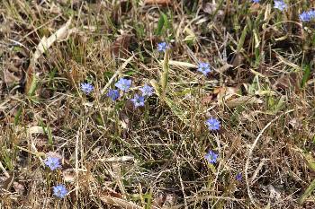 日が高くなるに連れて次々に花が開いて