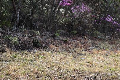 イノシシに掘り起こされ木の根元が盛り上がった湿地