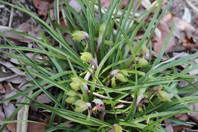 かすかな香りを放つシュンランの花