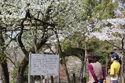 湿地の近くにあるマメナシの木