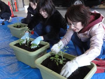 ミニトマトの苗を植える参加者