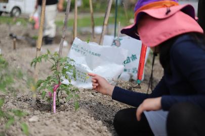 トマトの成長を観察する小学生