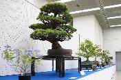 20190526-bonsaisuiseki00.jpg