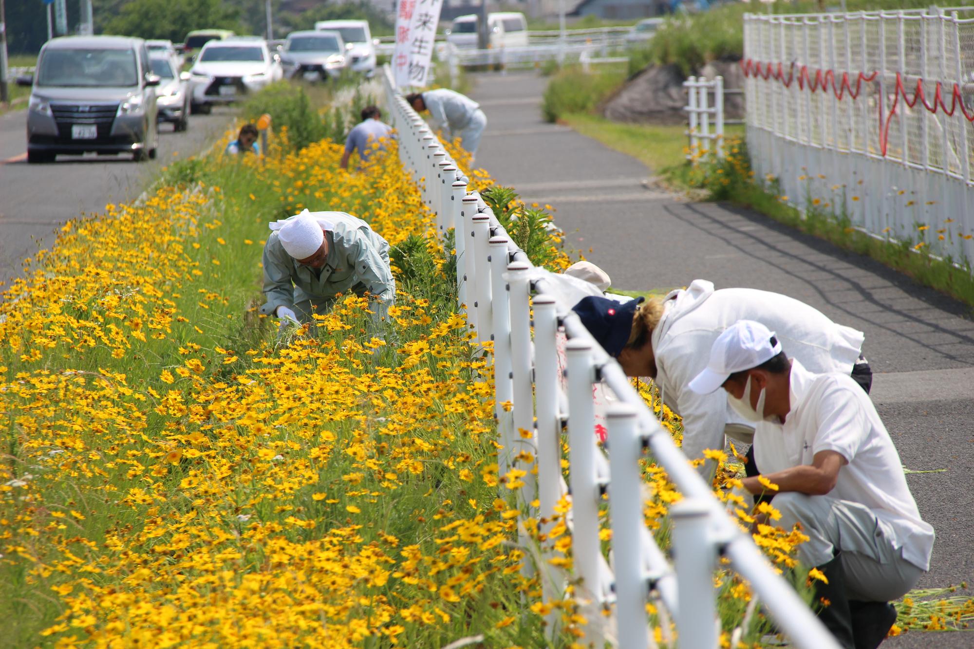 黄色いコスモスに似た花を咲かせたオオキンケイギクを根から引き抜きます