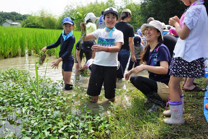 膝まで水田に埋まりながら雑草を除去していく