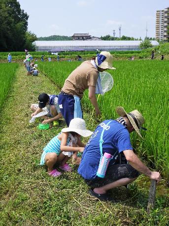 稲を傷めないよう畦から田んぼの生き物を観察