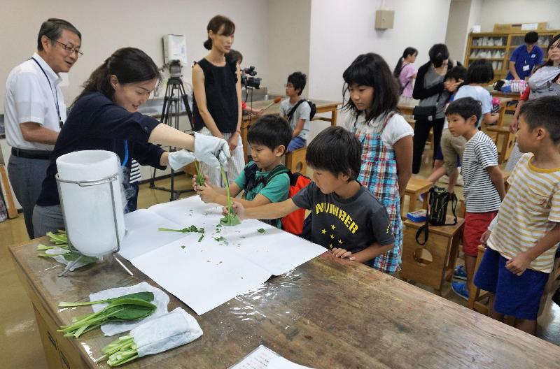 コマツナを使った実験で冷熱エネルギーを確認する小学生