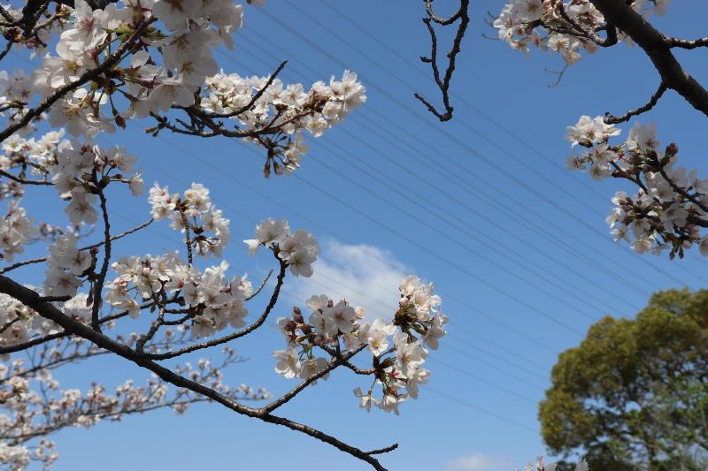 七分咲の桜