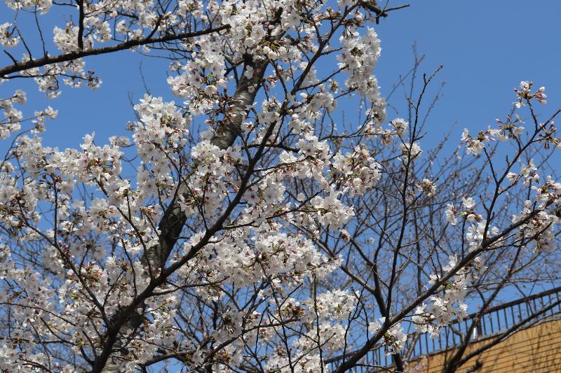 これから花開くつぼみが目を引く