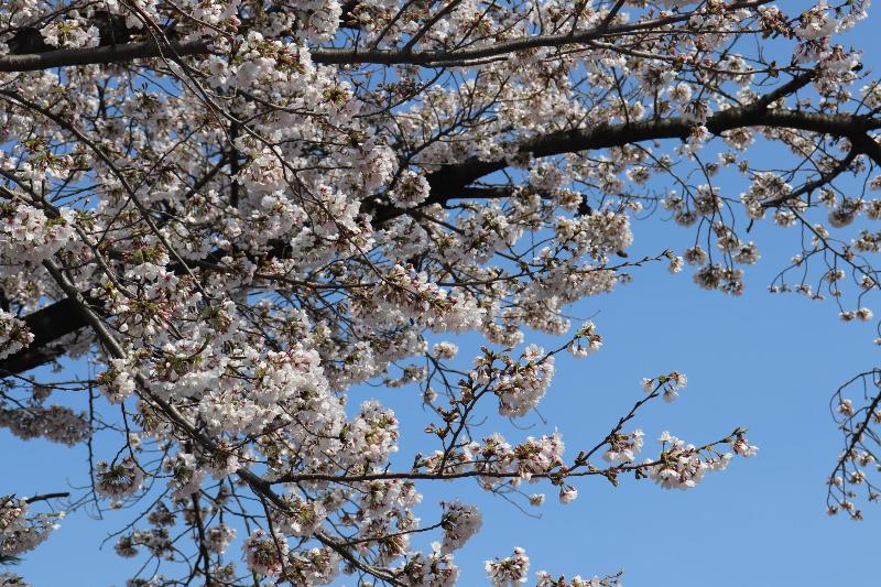 視界いっぱいの桜