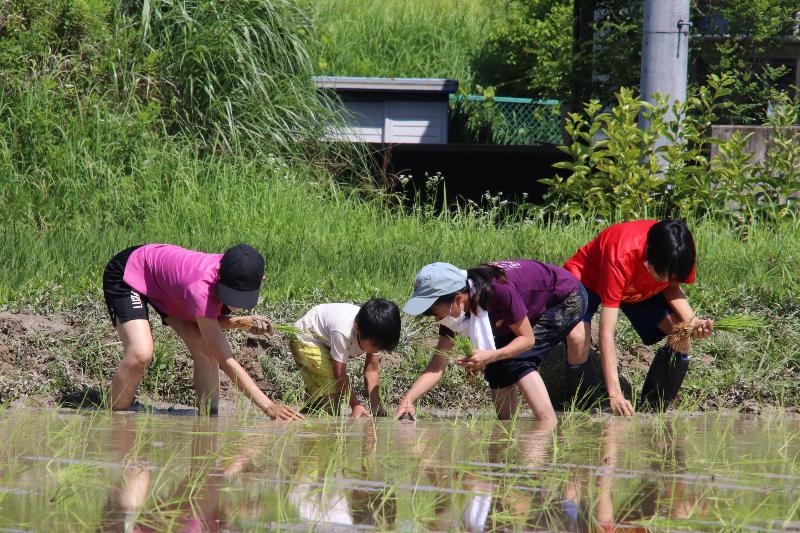 講師の指導を受けながら真剣に田植えを体験