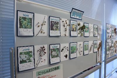 植物の写真と解説に加えて実物があります