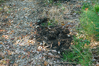 イノシシが土を掘り起こした痕跡