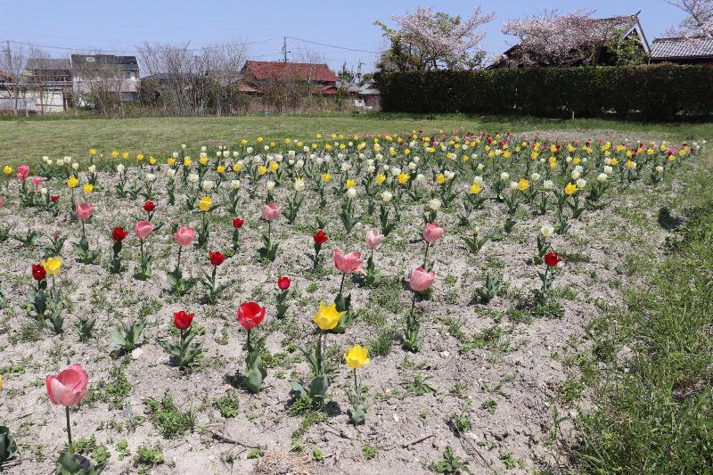 右奥の旧市川家住宅を彩ります