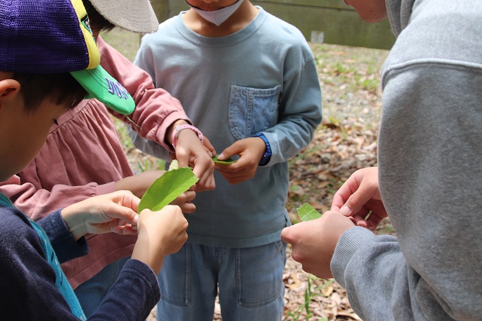 カシの葉で草笛を作ります