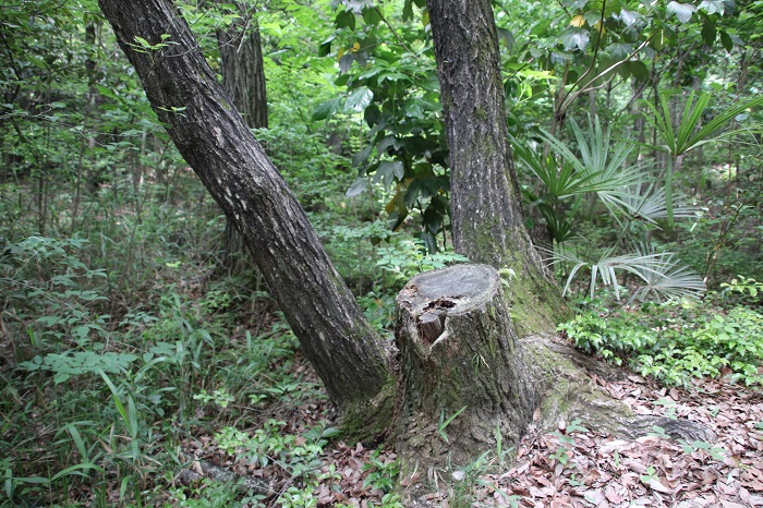 コナラの木、切ってもまた再生します。昔は薪の原料として重宝されていました。