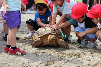 子どもたちが大きなカメを触っている写真