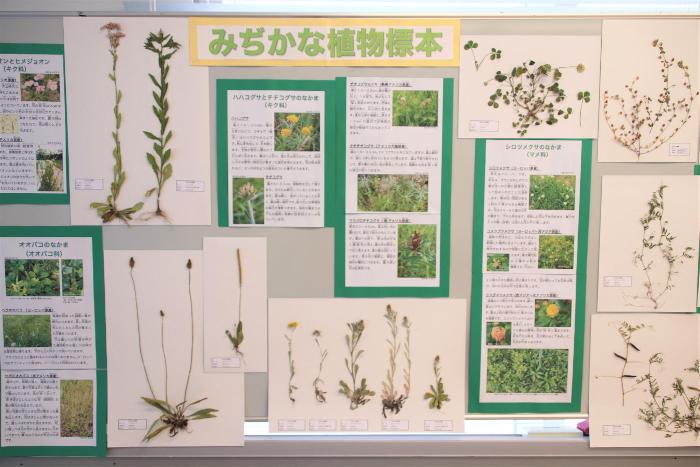 植物標本の写真