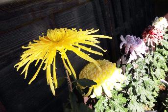 細い花びらの菊の写真