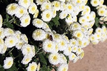 白い菊にミツバチがとまっている写真